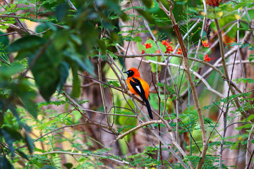 orange-backed troupial (Icterus croconotus) - Pantanal, Mato Grosso do Sul, Brazil