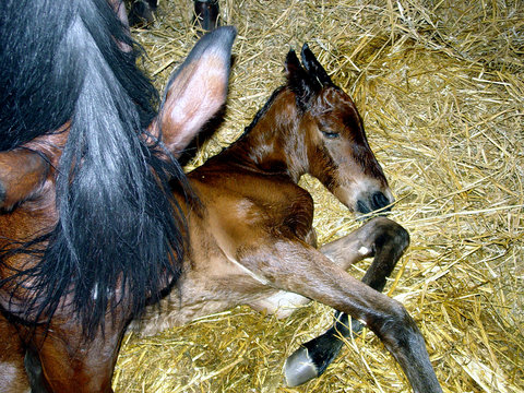 Birth of a foal horse by a mare