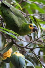 turquoise-fronted amazon (Amazona aestiva) eats - Pantanal, Mato Grosso do Sul, Brazil