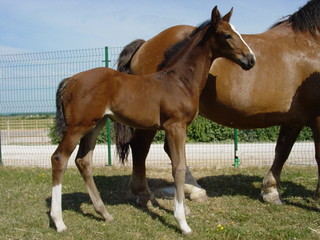 Foal young bay and grey fur horses family