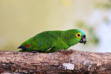 turquoise-fronted amazon (Amazona aestiva) eats - Pantanal, Mato Grosso do Sul, Brazil
