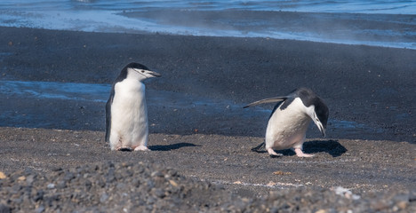 Obraz premium Chinstrap and Gentoo penguins hanging around the warm waters and steam of the caldera of active volcano, Deception Island, Antarctica