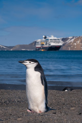 Obraz premium Chinstrap and Gentoo penguins hanging around the warm waters and steam of the caldera of active volcano, Deception Island, Antarctica