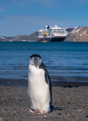 Obraz premium Chinstrap and Gentoo penguins hanging around the warm waters and steam of the caldera of active volcano, Deception Island, Antarctica