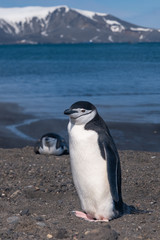 Fototapeta premium Chinstrap and Gentoo penguins hanging around the warm waters and steam of the caldera of active volcano, Deception Island, Antarctica