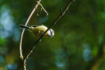 Blue Tit (Cyanistes caeruleus) on a twig looking down, taken in the UK