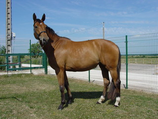 Posing brown stallion horse outside