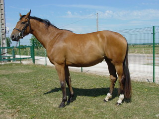 Obraz premium Posing brown stallion horse outside