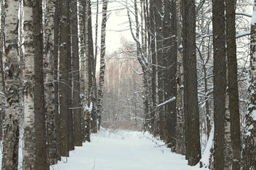 Snow covered deserted alley with trees, place for rest and walks