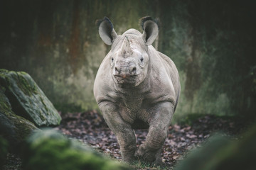 Ceratotherium simum cottoni, simum, Diceros bicornis michaeli, white rhino, are critically endangered species © Jiří Fejkl