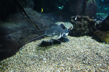 Fototapeta premium Redtail catfish (Phractocephalus hemioliopterus), also known as the cajaro, pirarara in their habitat
