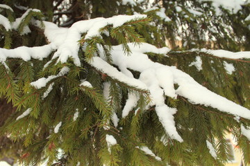 Coniferous branches covered snow in urban environment.