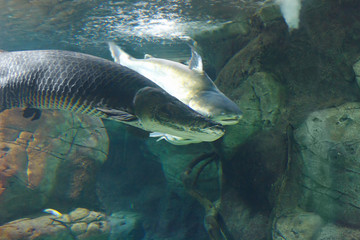 Big Arapaima (Arapaima gigas), also known as the pirarucu in their habitat