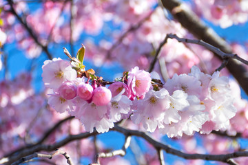 Beautiful spring, pink sakura flowers against a blue sky. Natural delicate background with copy...