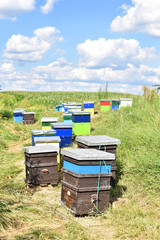 Meadow honey farm in the wildflower field             