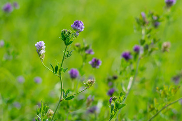 Blooming purple flowers. Alfalfa also called lucerne and Medicago sativa field in summertime with bokeh effect background