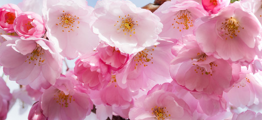 Flowering pink flowers sakura, macro close-up outdoor on soft blurred light background. Spring...