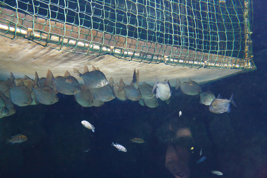 School of Silver dollar fish (Metynnis argenteus) near the fishing trap