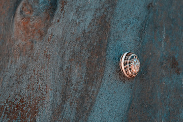 Background made of wood bark with a large snail with spiral shell on it in cold blue tones.