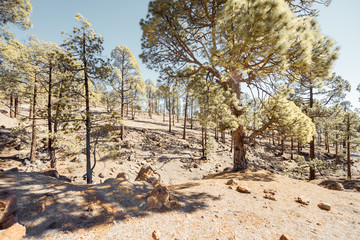 Pine forest on the volcanic land on Tenerife island, Spain