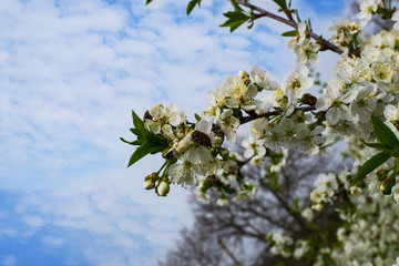 Beetle on spring flowers of a young tree cherry