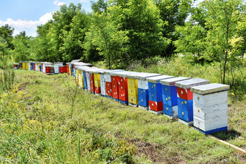 Fototapeta na wymiar Meadow honey farm in the wildflower field 