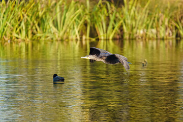 Great Cormorant (Phalacrocorax carbo) flying over a pond, taken in the UK