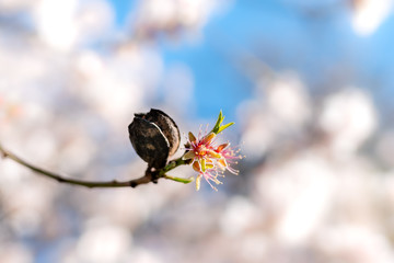 primer plano de la flor de una almendro, con una almendra abriendose