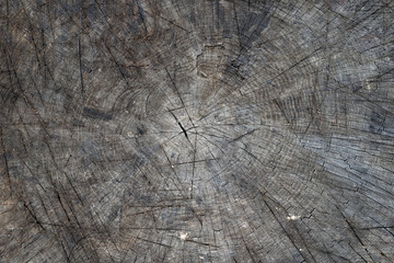 Fototapeta premium texture of the trunk to cut with cuts from the ax cuts