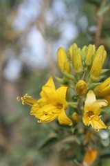 Fototapeta premium One of the first native plants to bloom during cooler months in the Southern Mojave Desert is Bladderpod, Peritoma Arborea, their elegant yellow blossoms observable in Joshua Tree National Park.