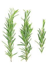 Top view of rosemary branches isolated on a white background