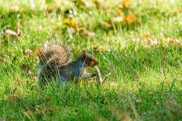 Gray Squirrel (Sciurus carolinensis) eating a mushroom stalk, taken in England