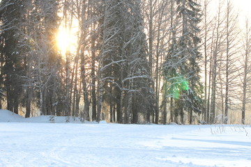 The sun illuminates snowy trees, magical winter mood