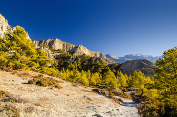 Trekking route among pine trees on the foot of of rock formation in Marshyangdi river valley between Ngawal and Bhraka villages. Annapurna circuit trek, Nepal.