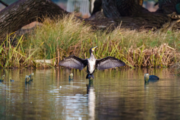 Great Cormorant (Phalacrocorax carbo) sunning itself in early morning light, taken in the UK