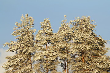 Snow-covered firs against on blue clear sky background