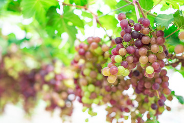 Clusters of fresh grape fruits (Vitis Vinifera) on the branches of grapevine in the outdoor greenhouse farm