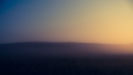 Amazing  nature in early foggy morning on sunrise. Sun over a foggy corn field on a summer morning.
