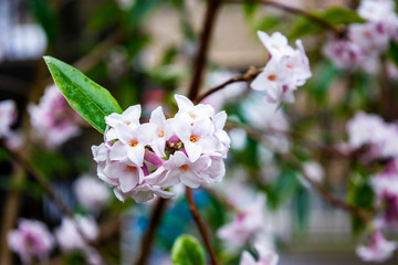 A  cluster of fragrent ligh pink 4 lobed flowers on a Daphne bholua 'Jacqueline Postill bush in late winter