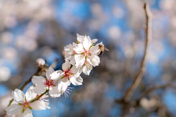 Una abeja liba el polen de la flor de un almendro. plano medio