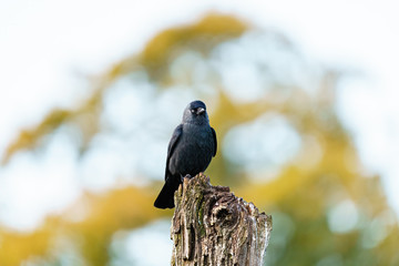 Jackdaw (Corvus monedula) on top of a tree stump, taken in the UK