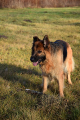 German Shepherd with a wooden stick