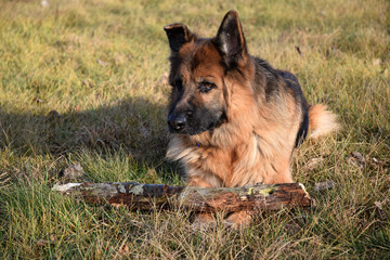 German Shepherd with a wooden stick