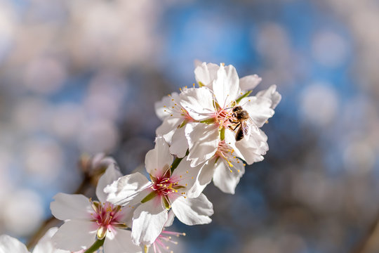 Una abeja liba el polen de la flor de un almendro. plano macro
