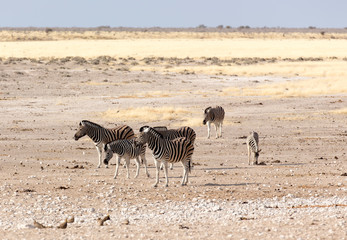 Fototapeta na wymiar common zebras walking in the desert