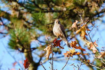 Common Kestrel (Falco tinnunculus) perched on a small twig in London, England