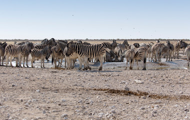 Fototapeta na wymiar common zebras at water hole