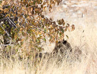 cheetah hiding in the bush