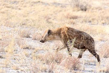 Naklejka premium A dangerous spotted hyena