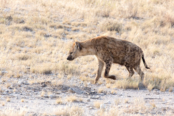 A dangerous spotted hyena